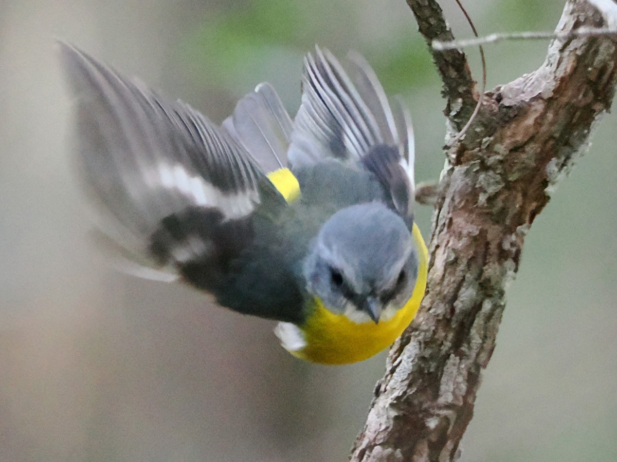 Eastern Yellow Robin - ML641944851
