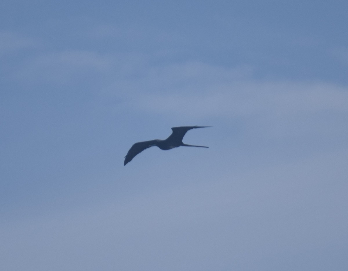 Magnificent Frigatebird - ML641944874