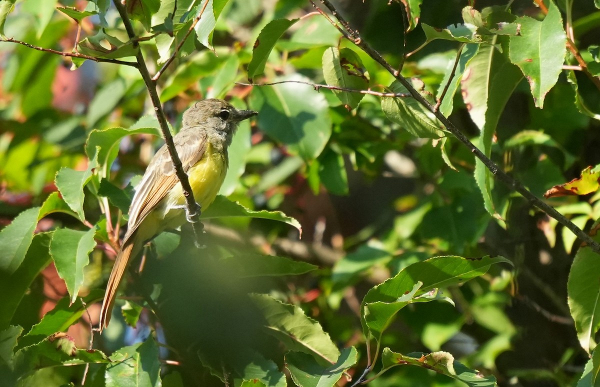 Great Crested Flycatcher - ML641944959