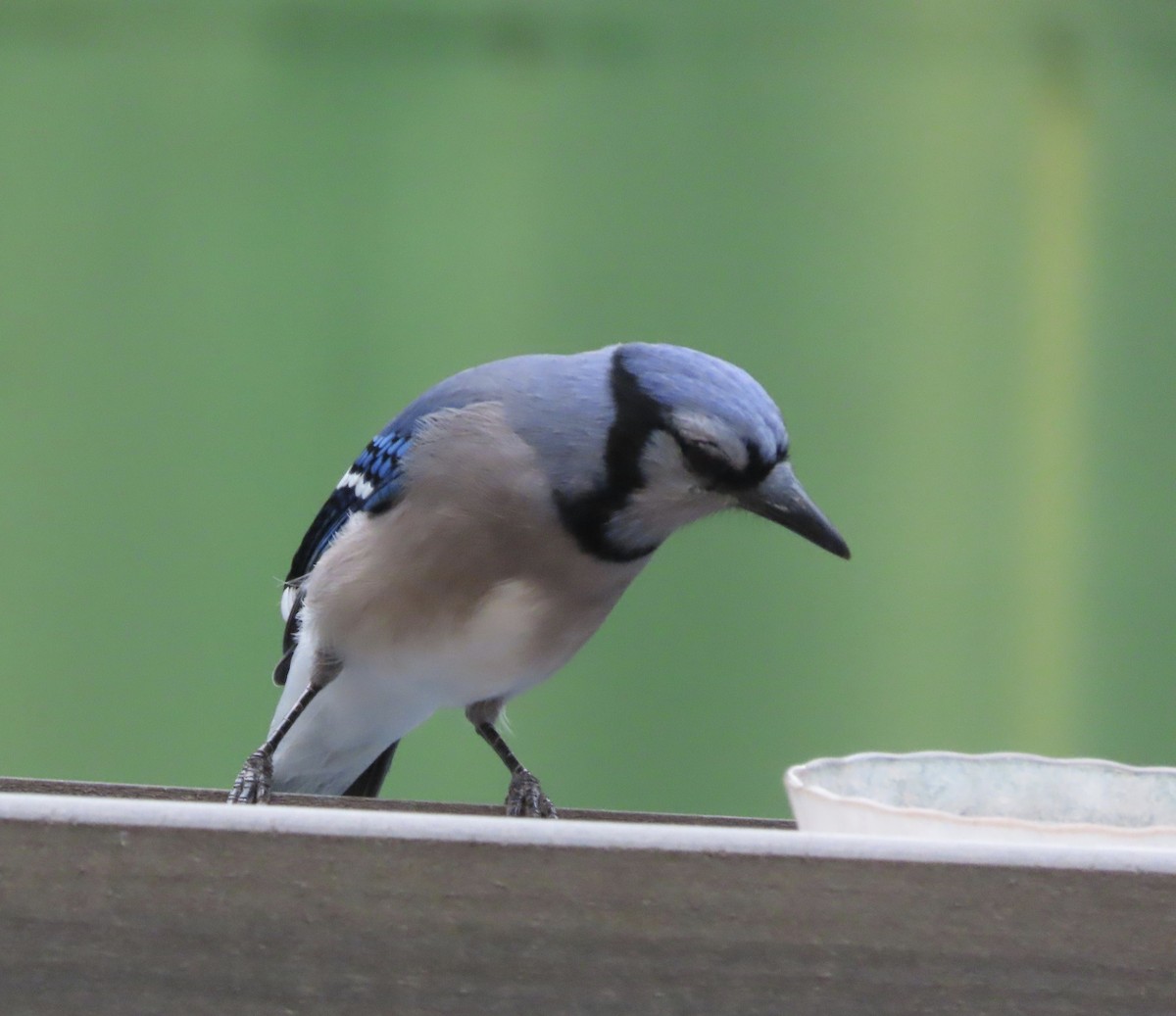 Blue Jay - ML641944961