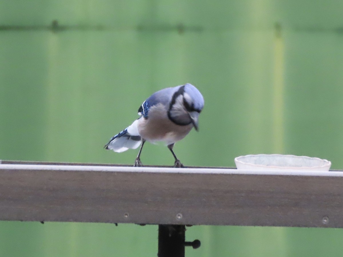 Blue Jay - ML641944962