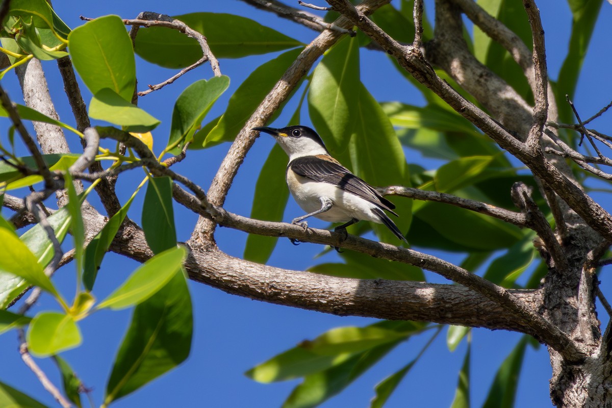 Banded Honeyeater - ML641944964