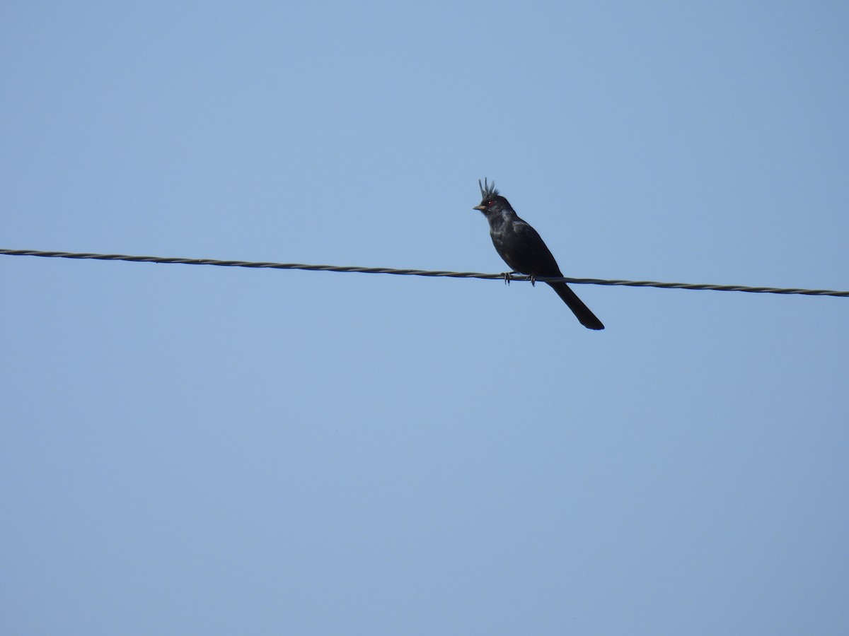 Phainopepla - ML641944976