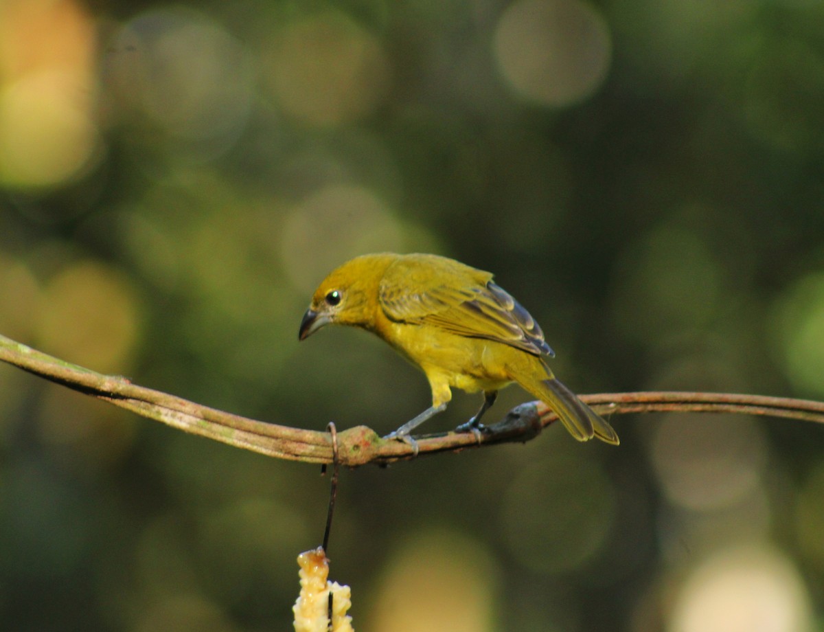 Hepatic Tanager - ML641944978
