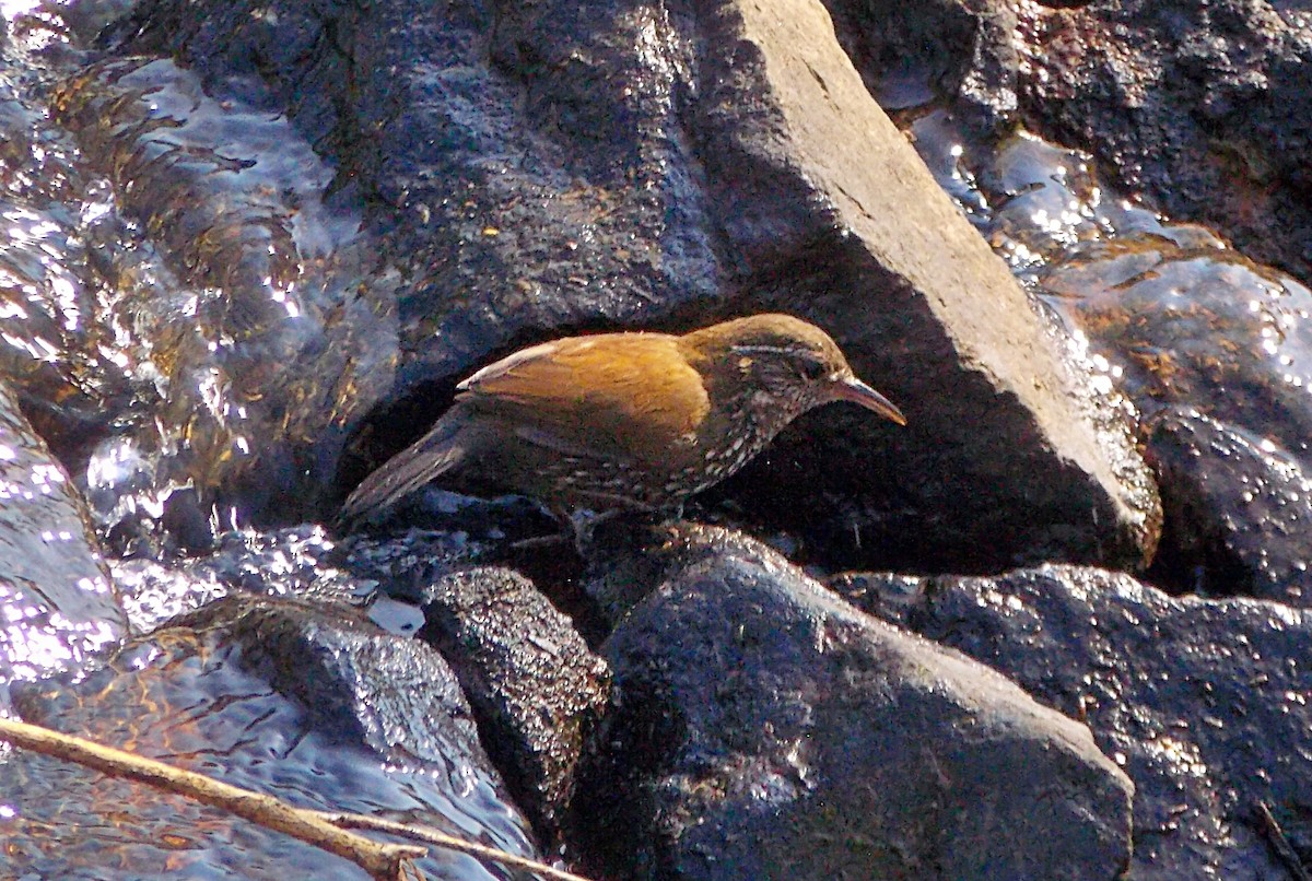 Sharp-tailed Streamcreeper - ML641944988