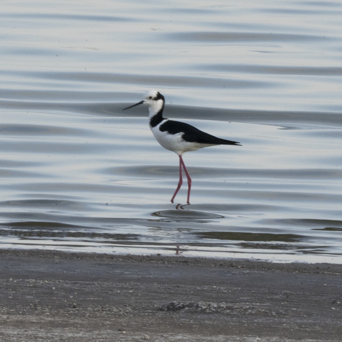 Black-necked Stilt - ML641944989