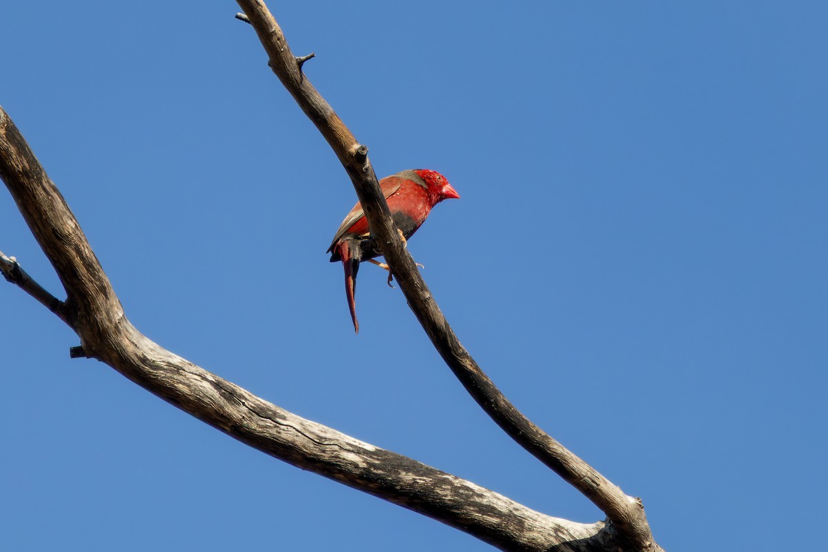 Crimson Finch - ML641944994