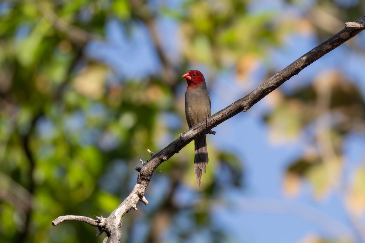 Crimson Finch - ML641944995