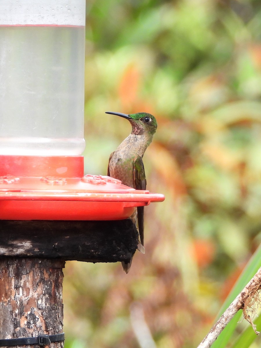 Fawn-breasted Brilliant - ML641945014