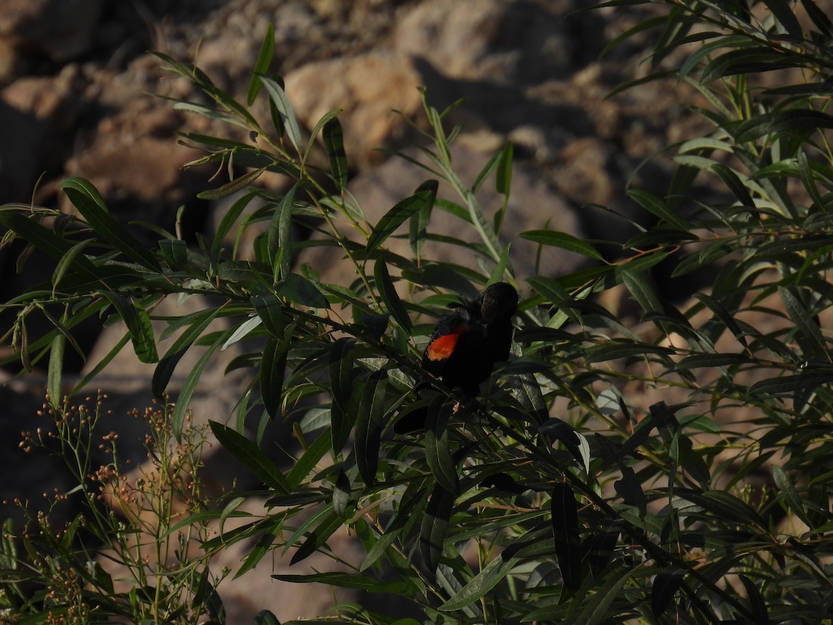Red-winged Blackbird - ML641945015