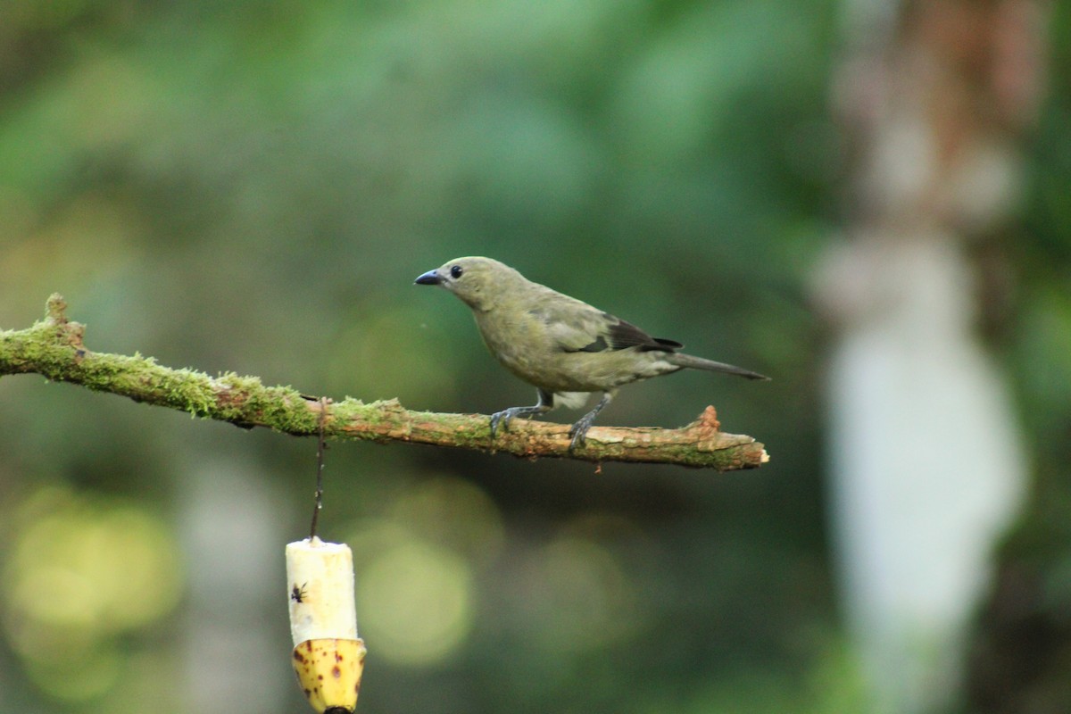 Palm Tanager - ML641945030