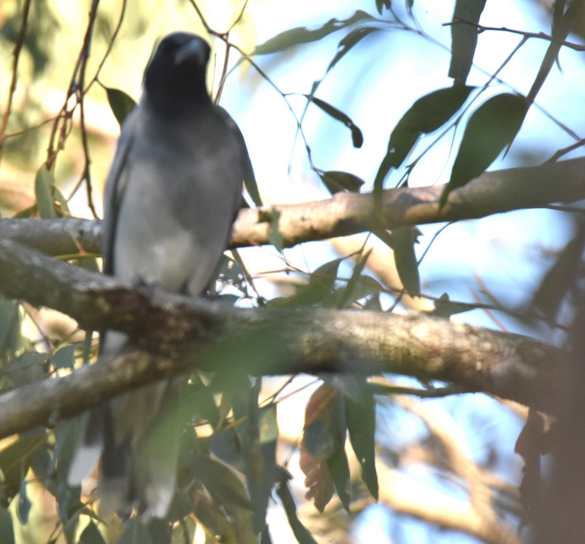 Black-faced Cuckooshrike - ML641945042