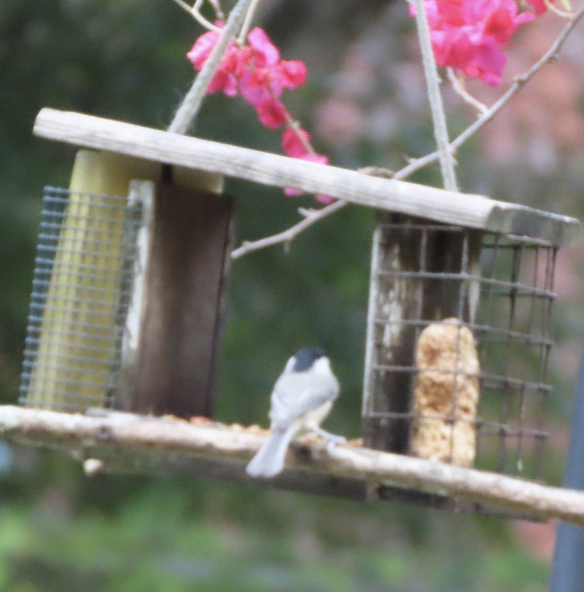 Carolina Chickadee - ML641945043