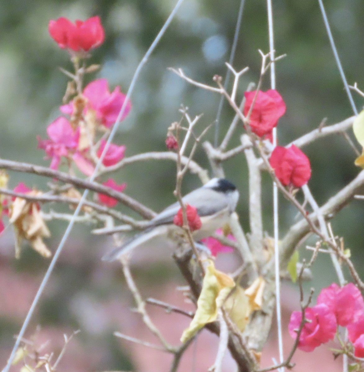 Carolina Chickadee - ML641945044
