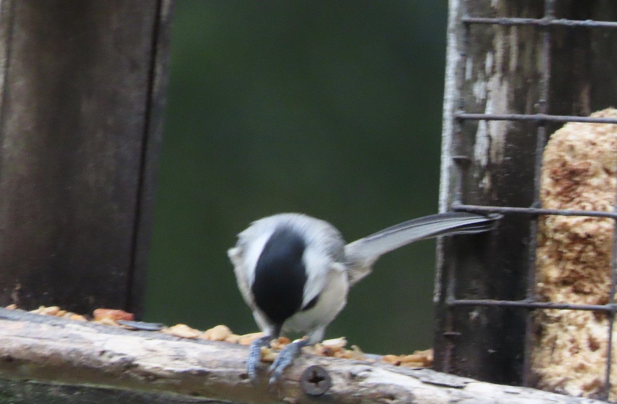 Carolina Chickadee - ML641945045