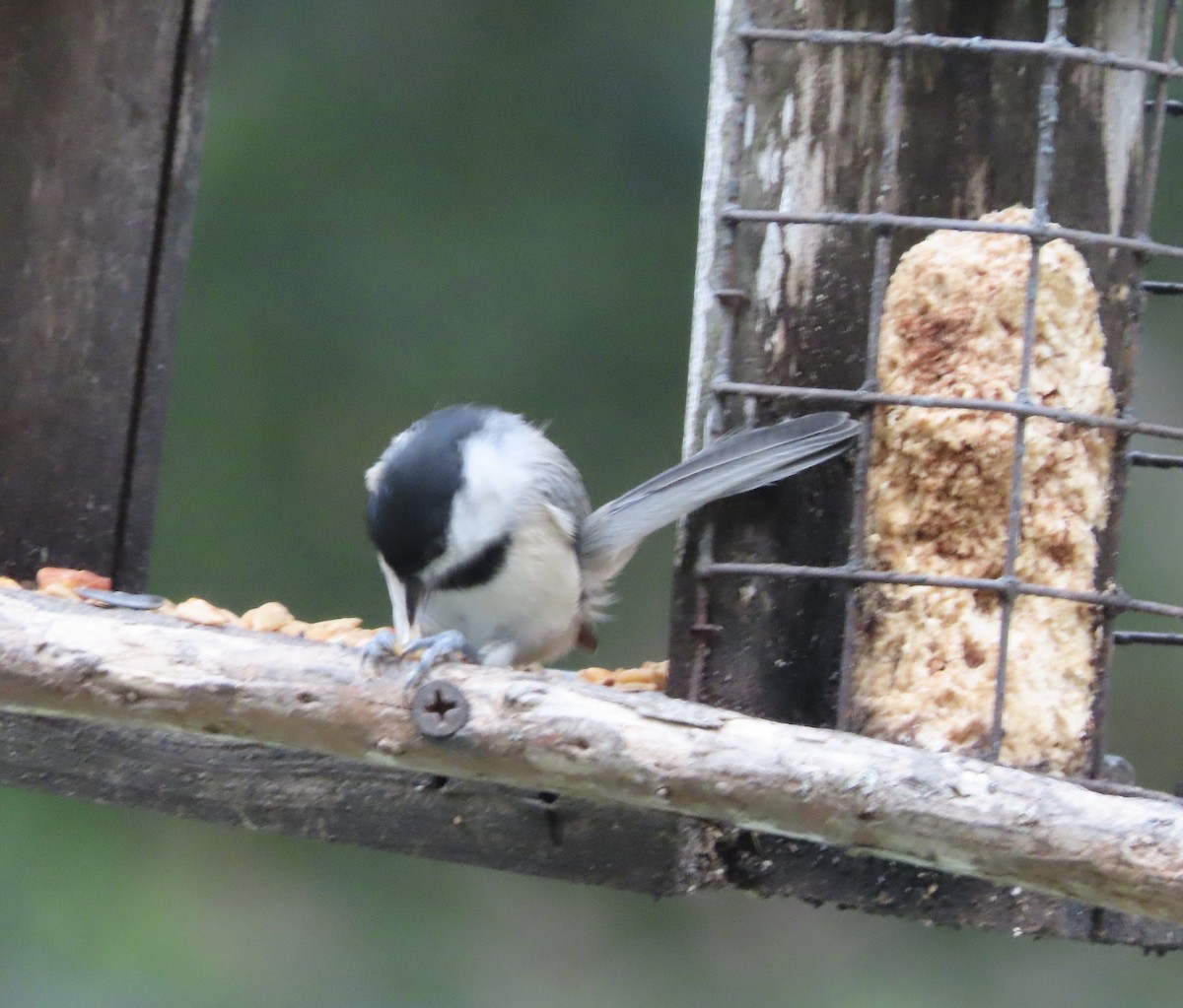 Carolina Chickadee - ML641945046