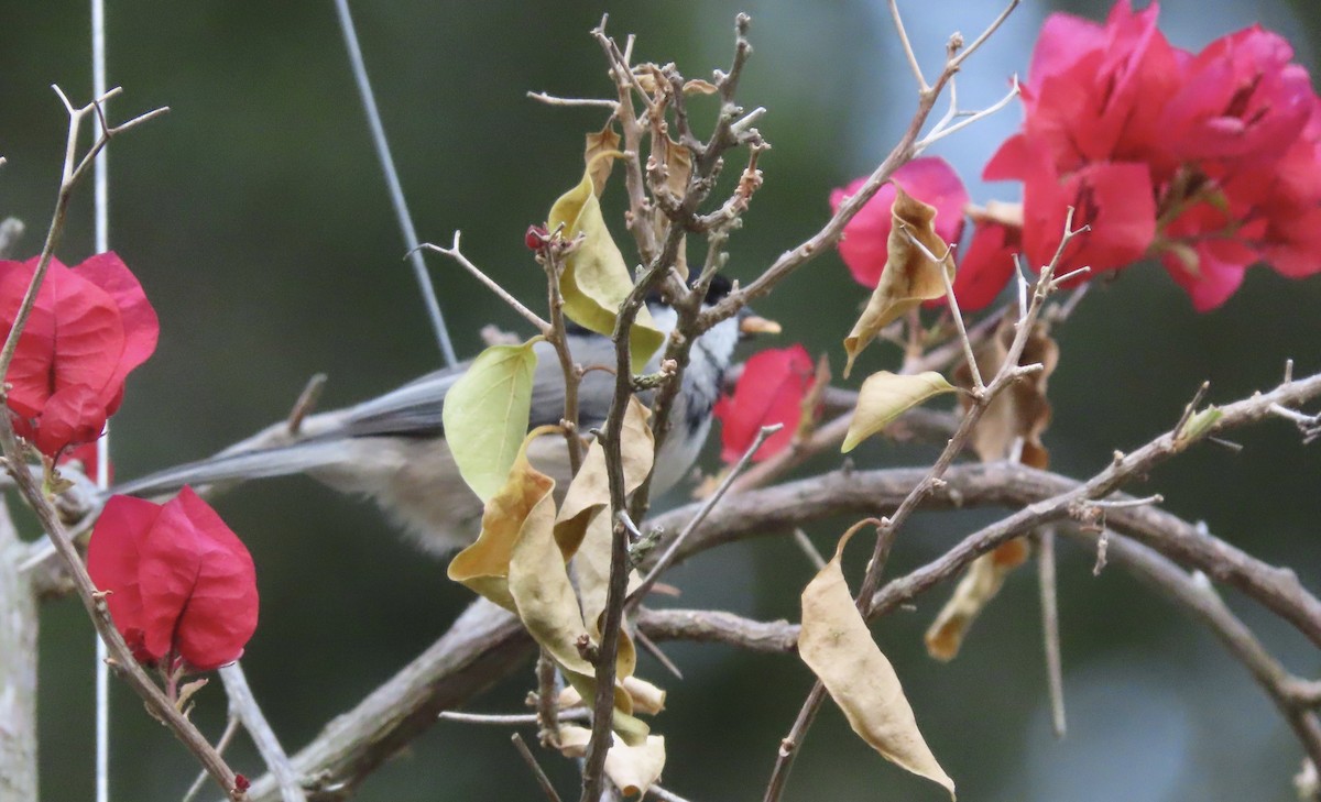 Carolina Chickadee - ML641945047