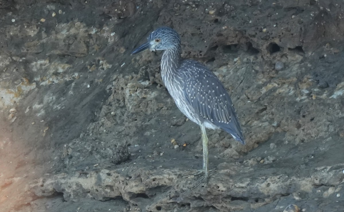 Yellow-crowned Night Heron - ML641945051