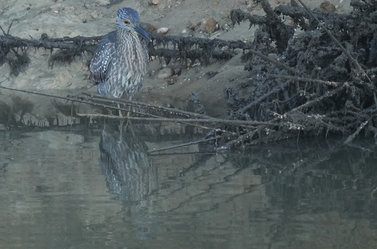 Yellow-crowned Night Heron - ML641945052