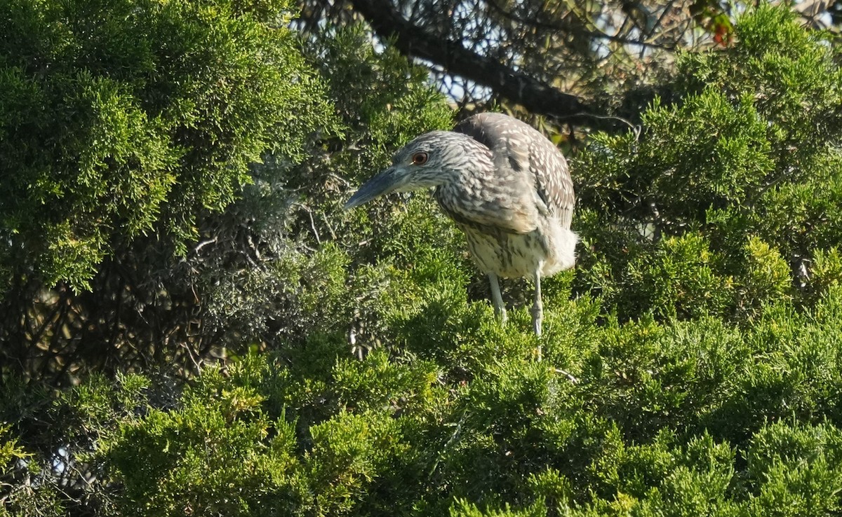Yellow-crowned Night Heron - ML641945077