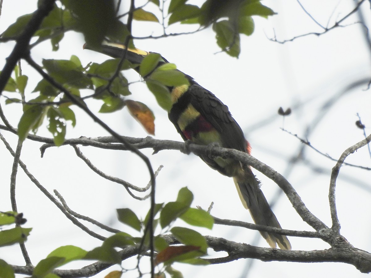 Many-banded Aracari - ML641945084