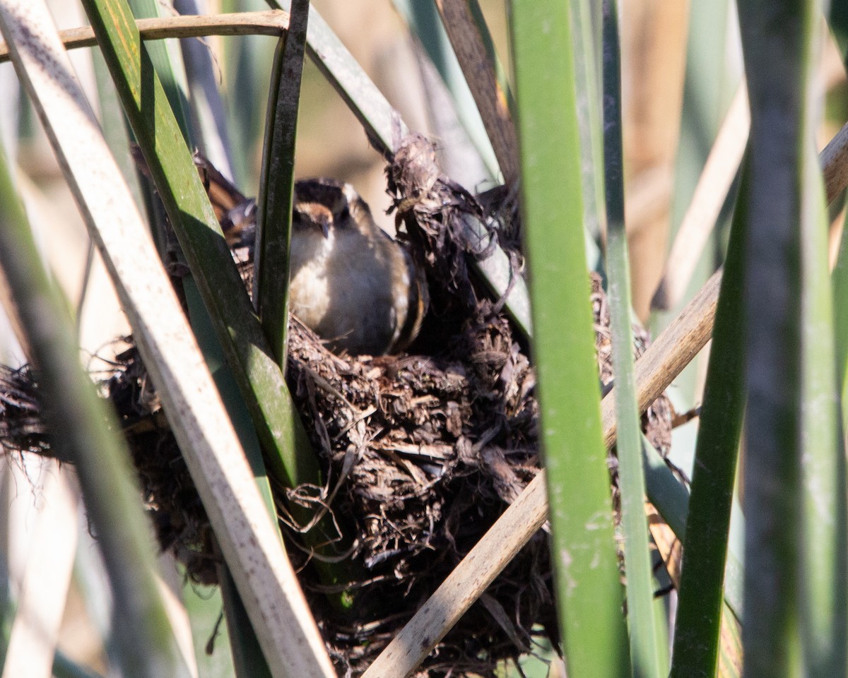 Wren-like Rushbird - ML641945087
