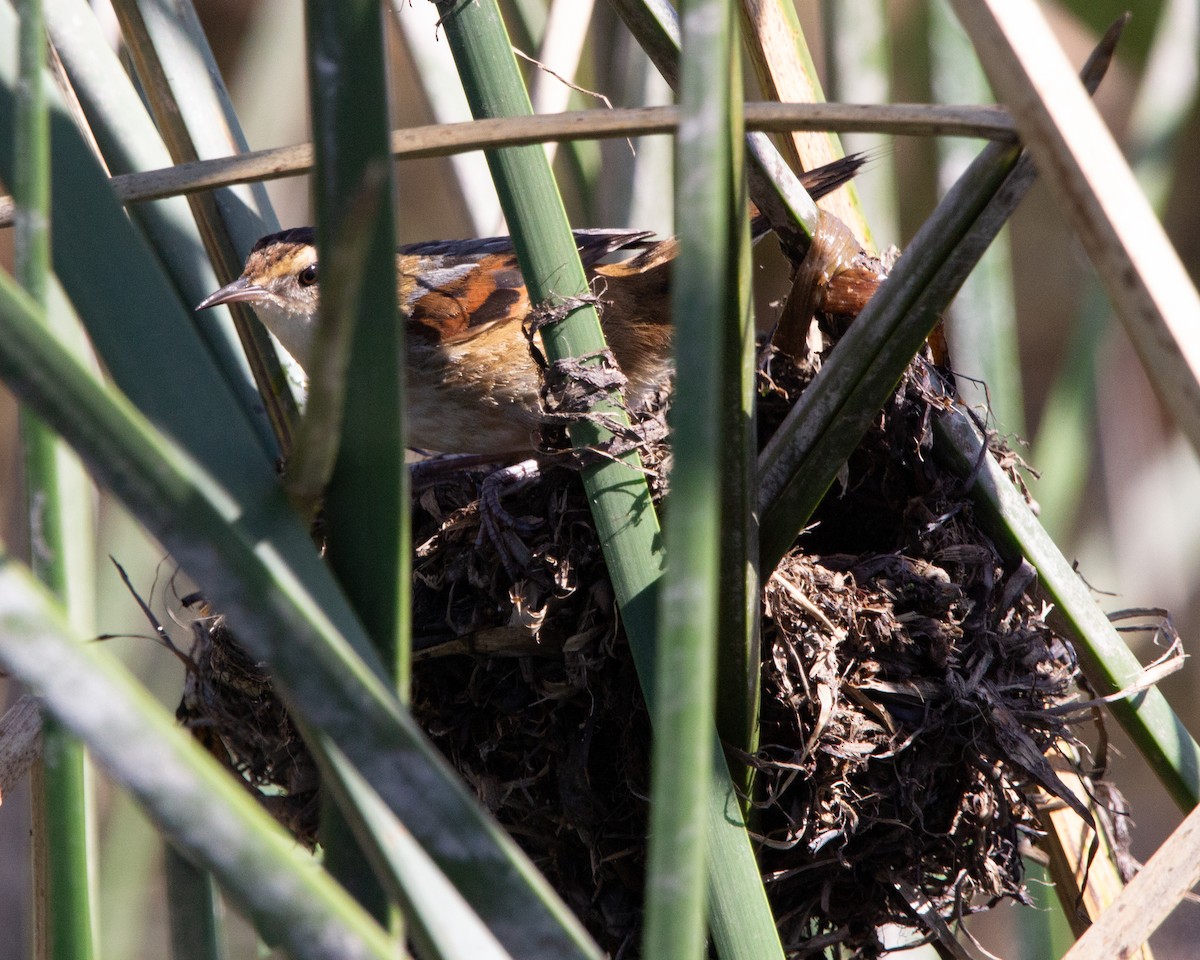 Wren-like Rushbird - ML641945088