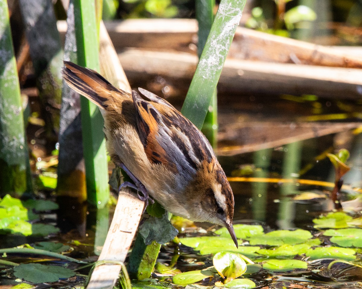 Wren-like Rushbird - ML641945094