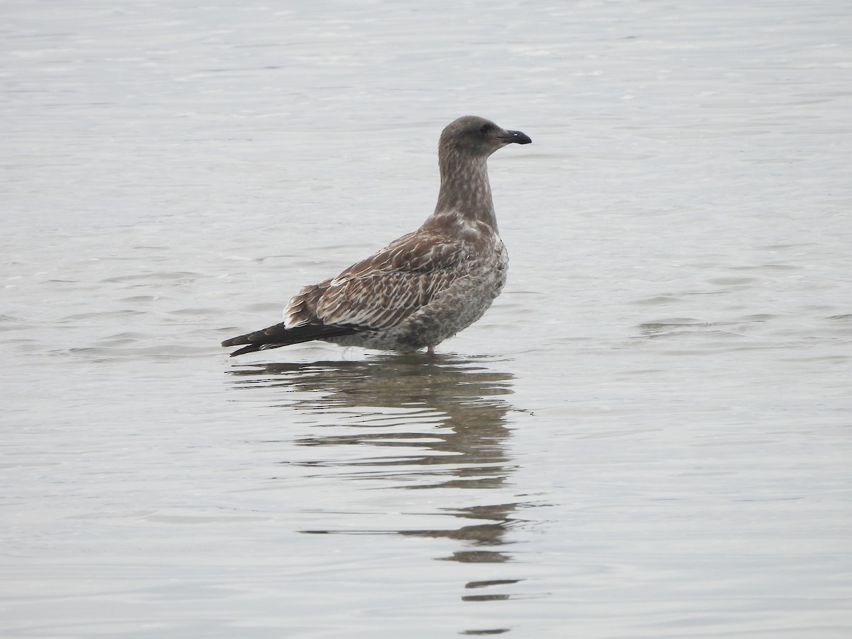Western Gull - ML641945107