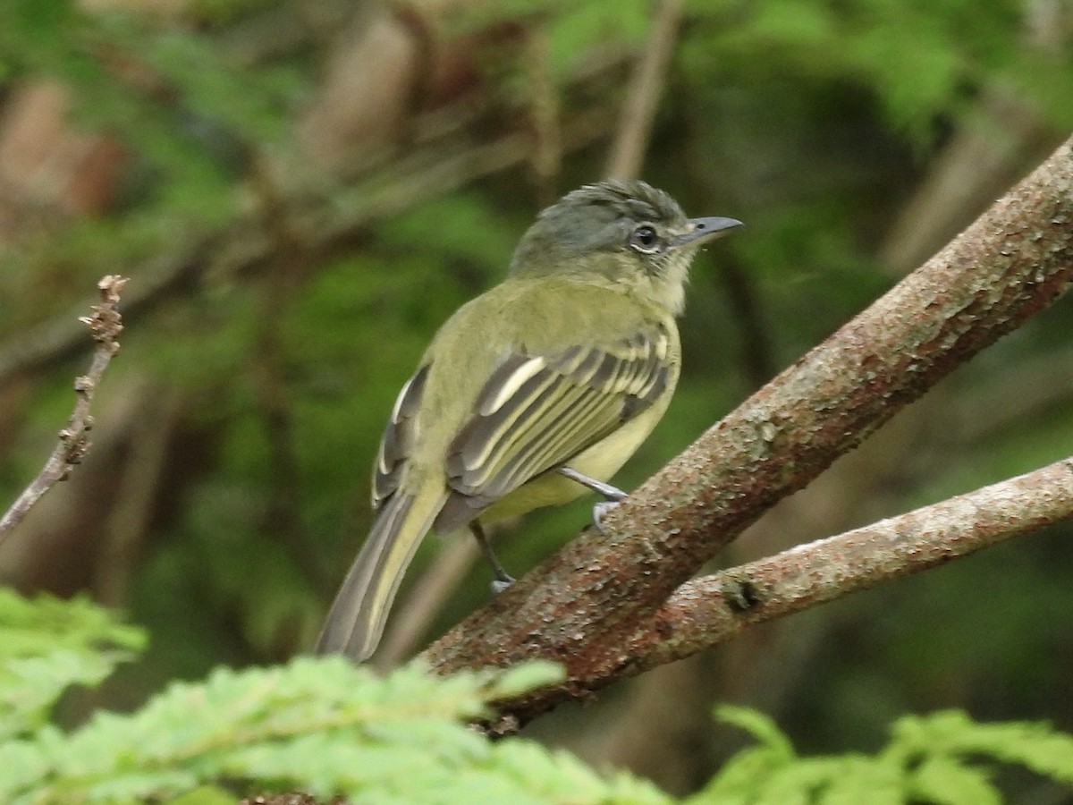 gulbremflatnebb - ML641945114