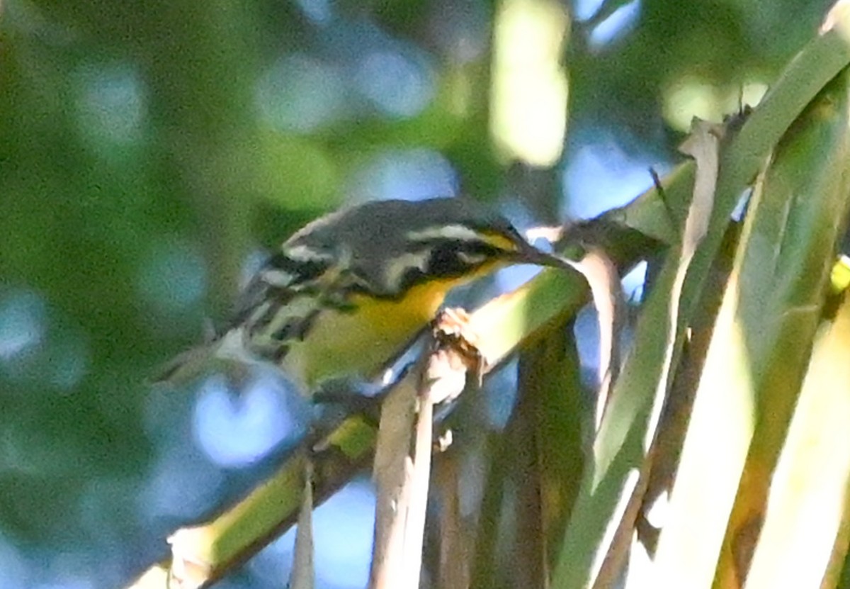 gulstrupeparula (dominica/stoddardi) - ML641945118