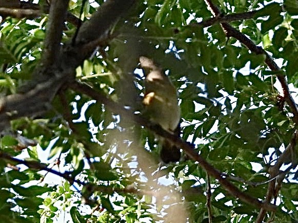 rødstjertparula - ML641945120