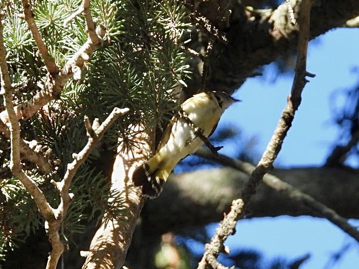 rødstjertparula - ML641945121