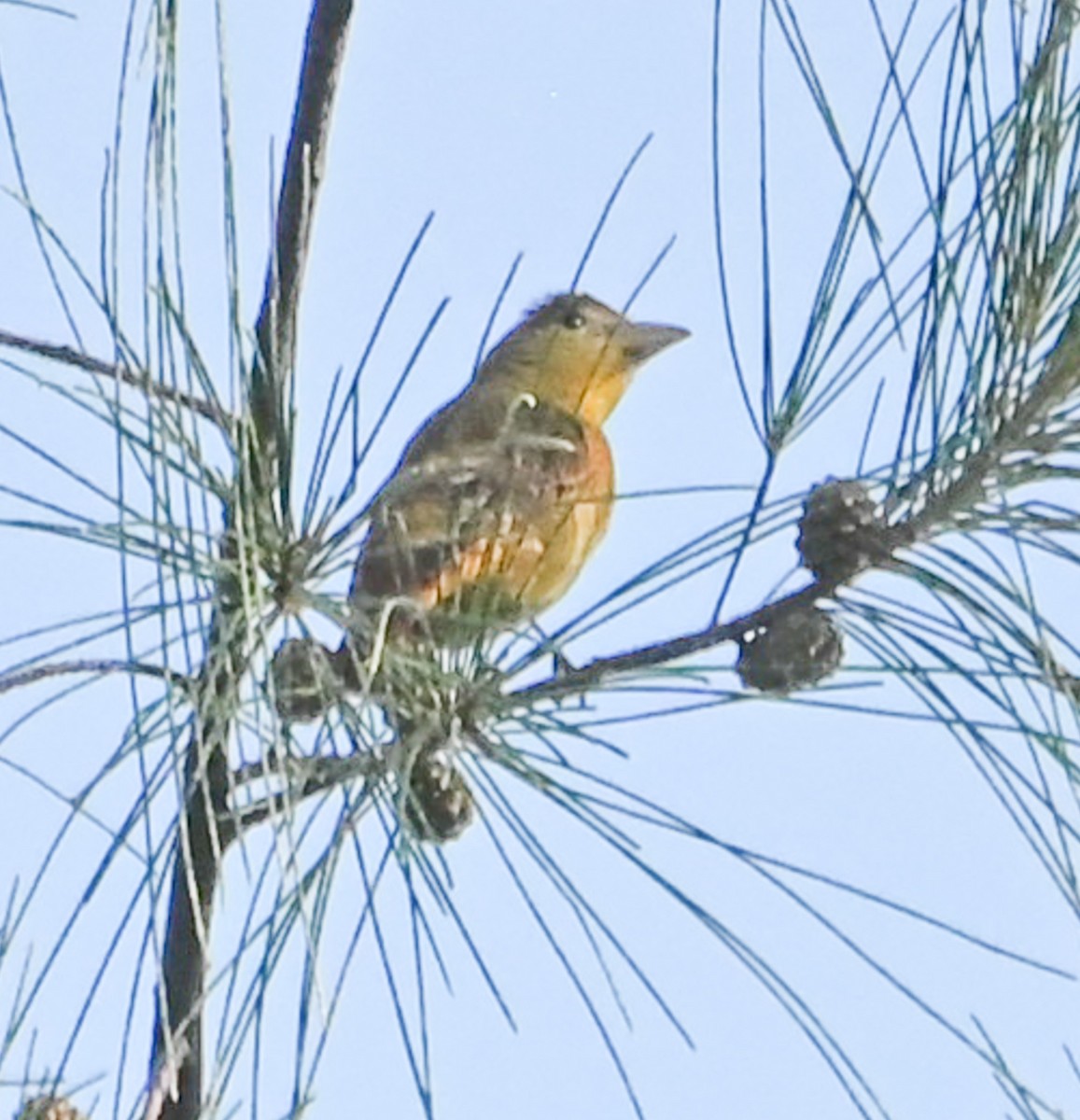 sommerpiranga - ML641945133