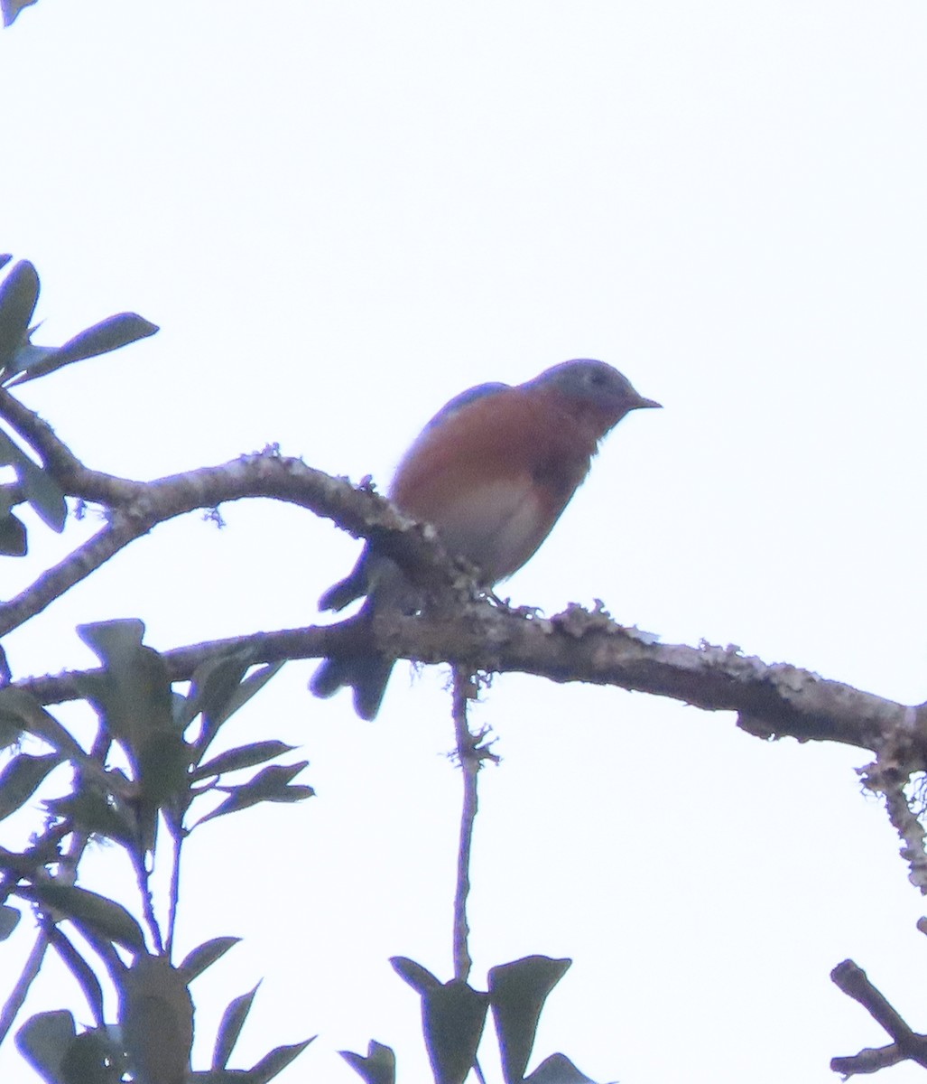 Eastern Bluebird - ML641945147