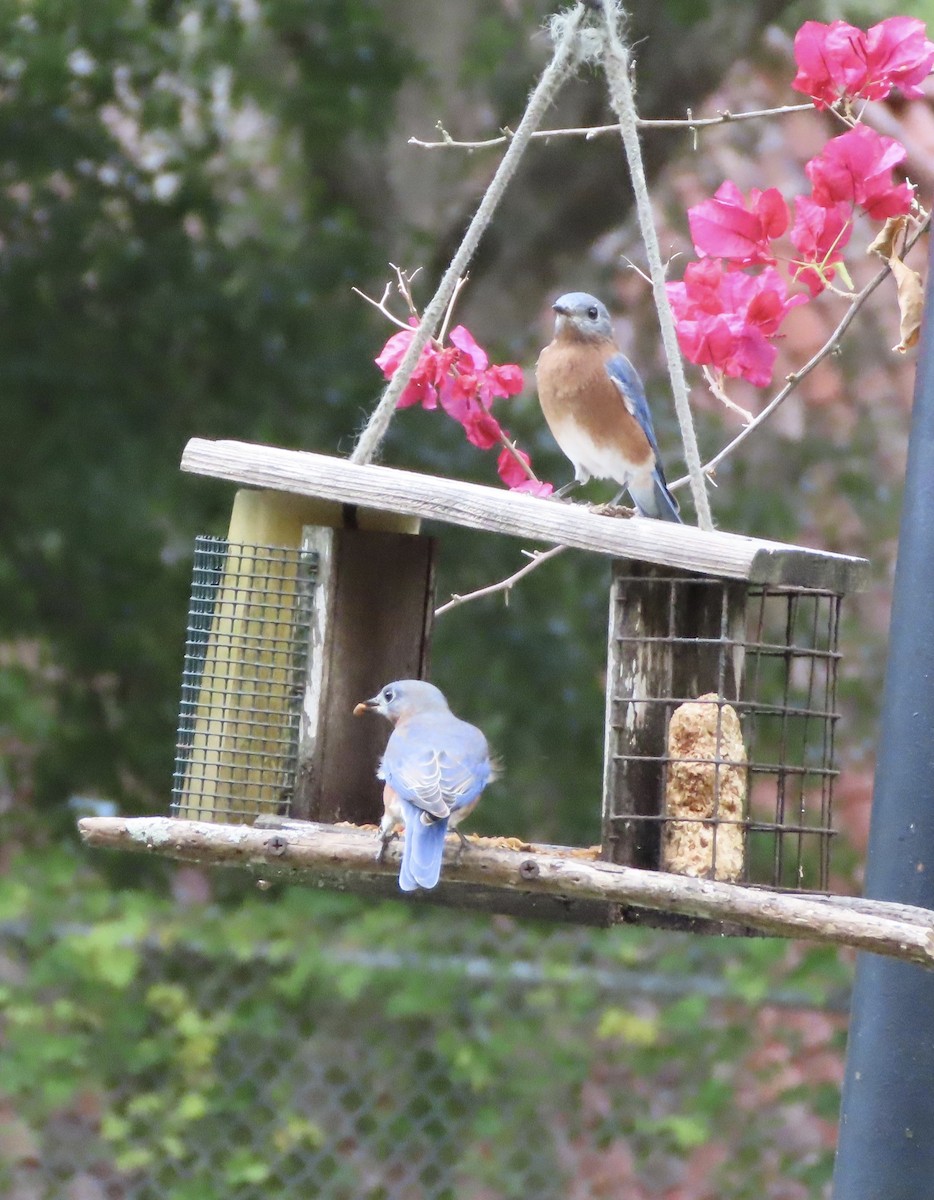 Eastern Bluebird - ML641945148
