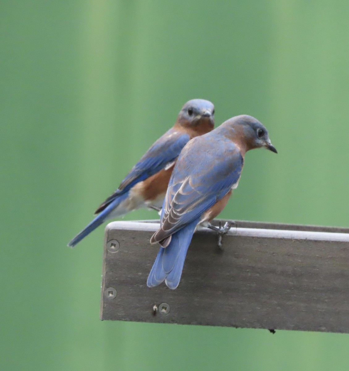 Eastern Bluebird - ML641945149