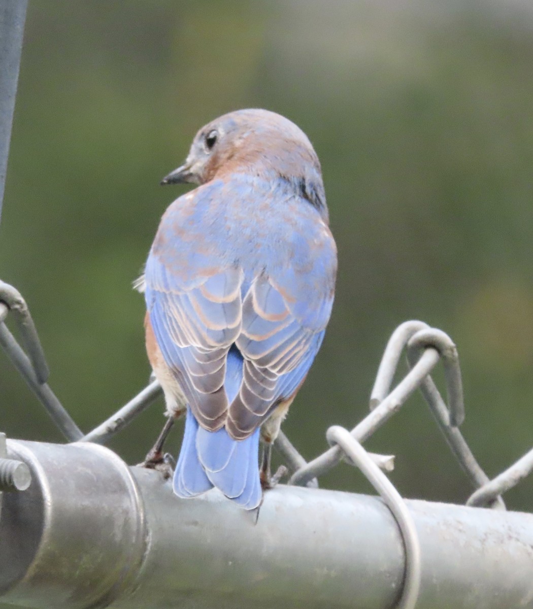 Eastern Bluebird - ML641945150