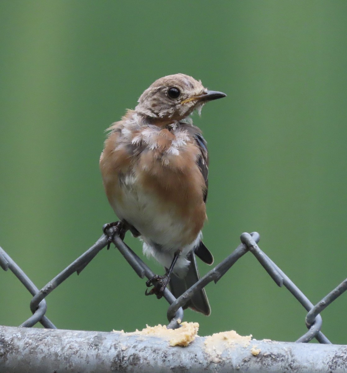 Eastern Bluebird - ML641945151
