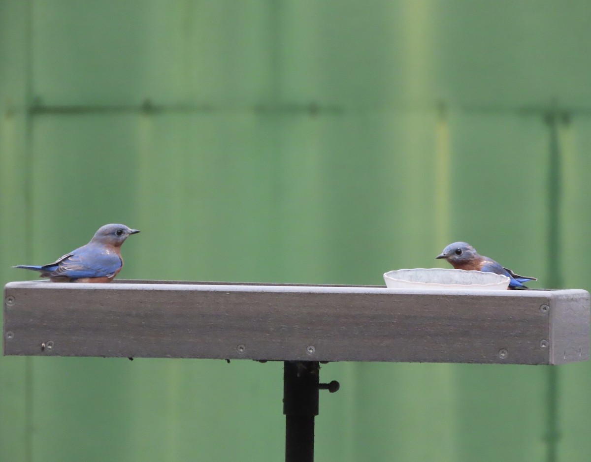 Eastern Bluebird - ML641945152
