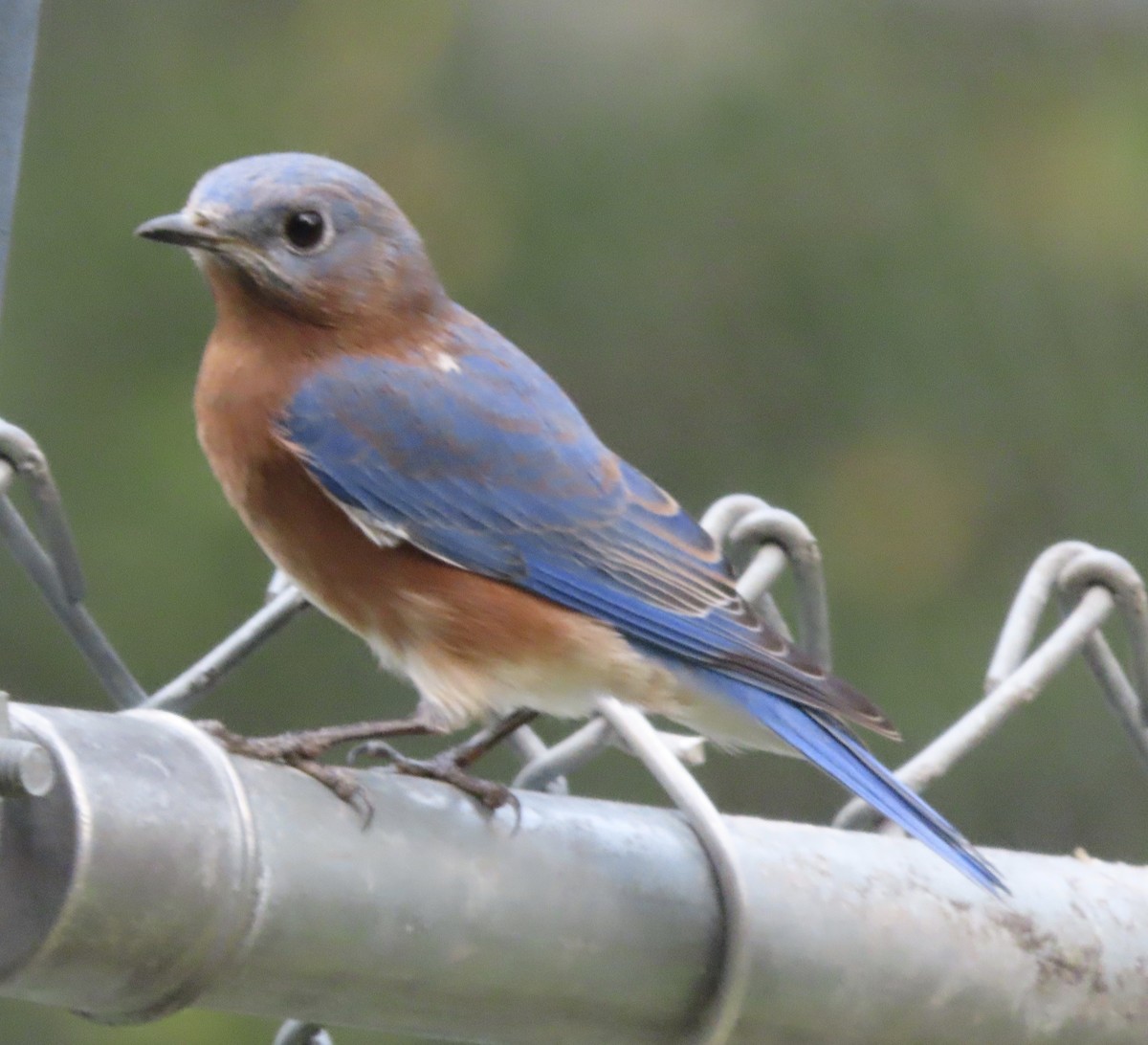 Eastern Bluebird - ML641945153