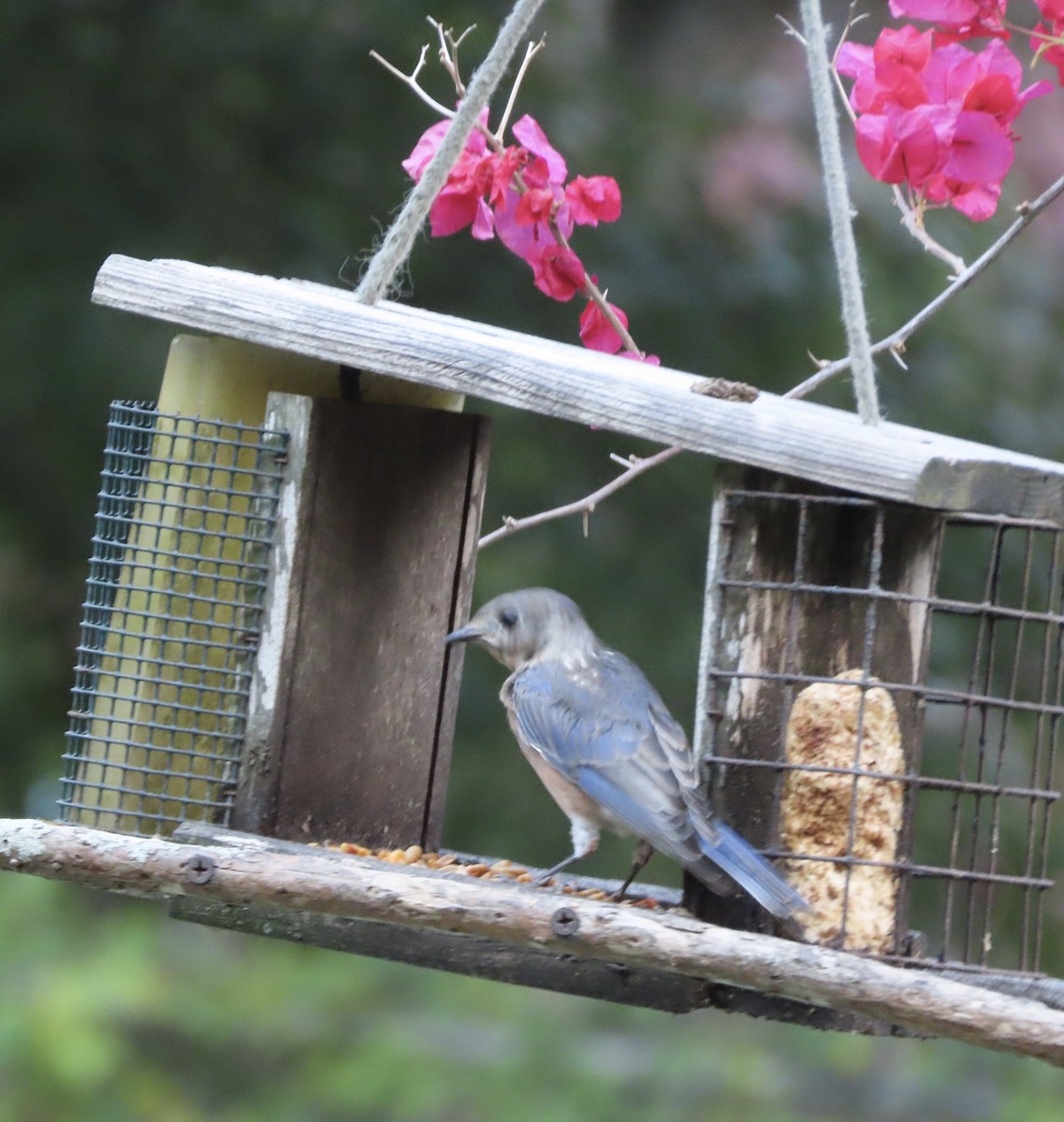 Eastern Bluebird - ML641945154