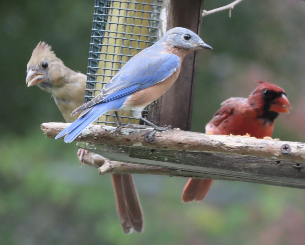 Eastern Bluebird - ML641945157