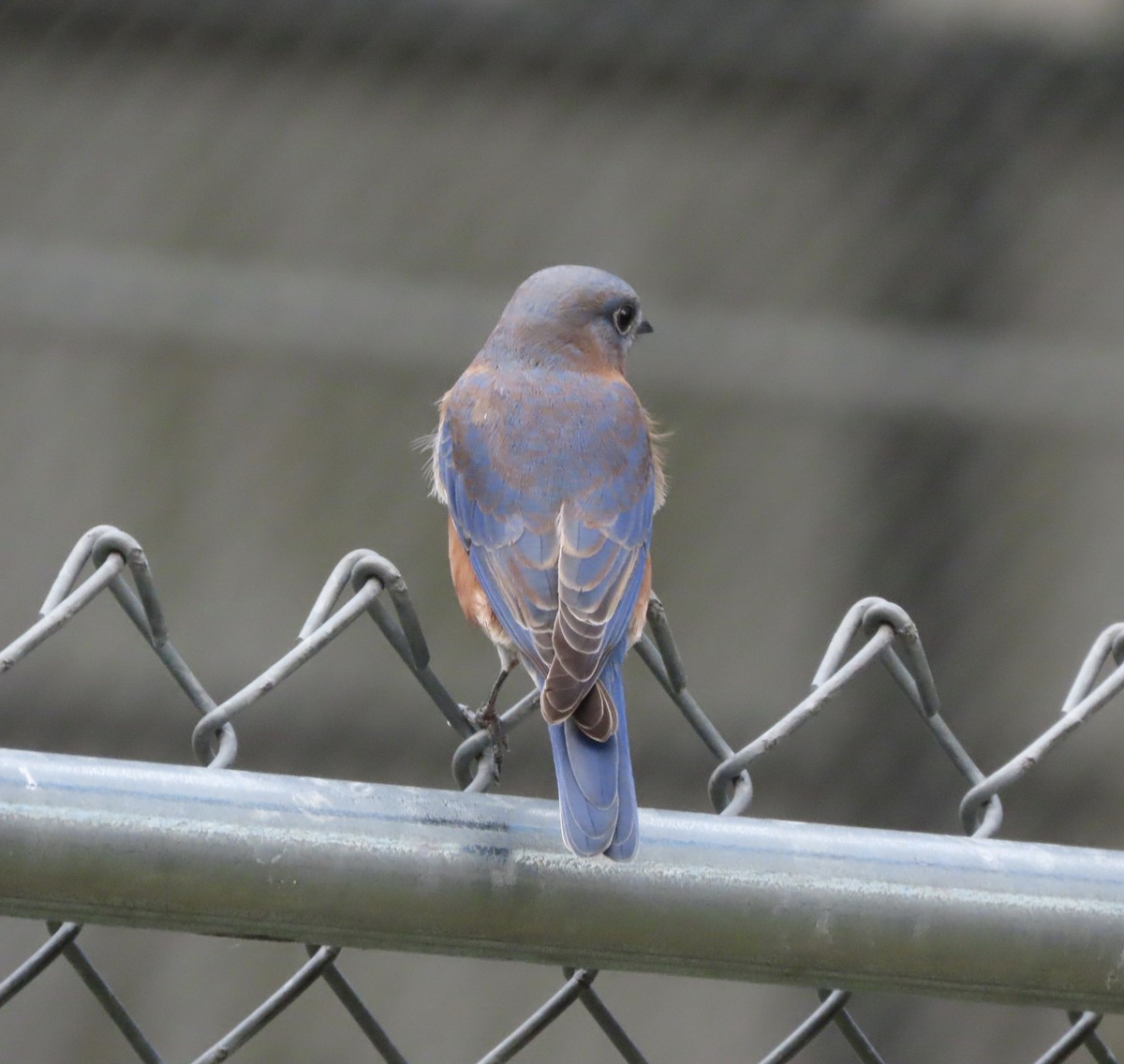 Eastern Bluebird - ML641945158
