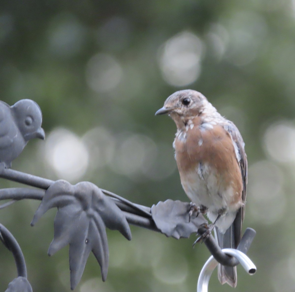 Eastern Bluebird - ML641945159