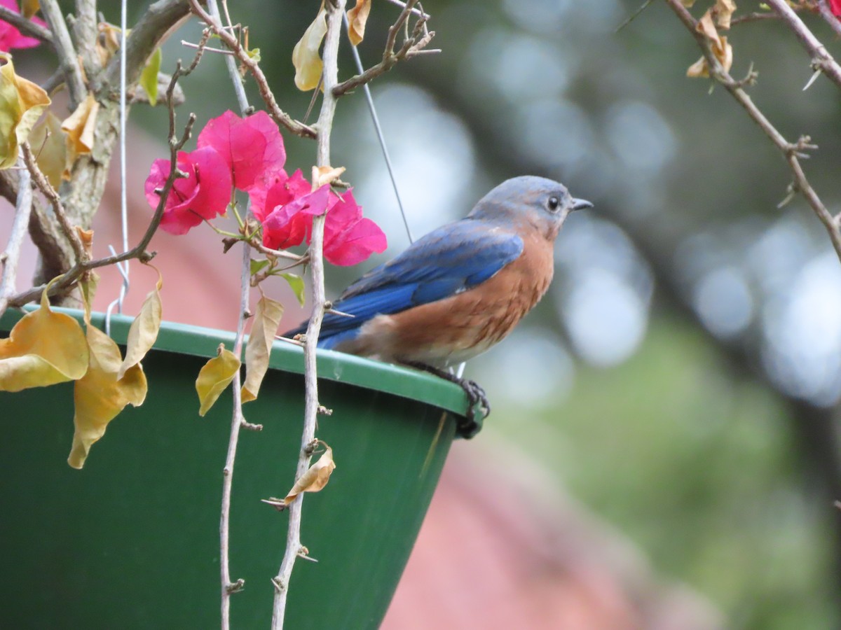 Eastern Bluebird - ML641945160