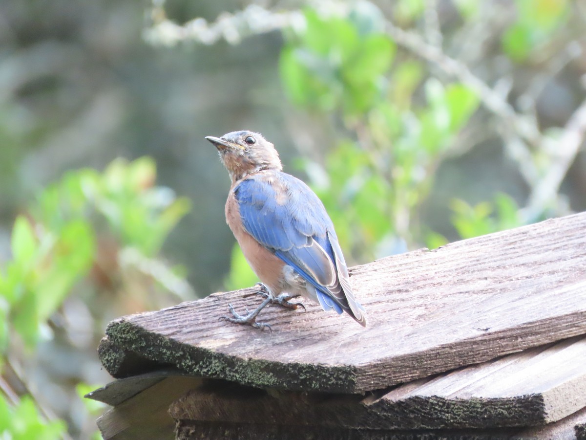 Eastern Bluebird - ML641945161