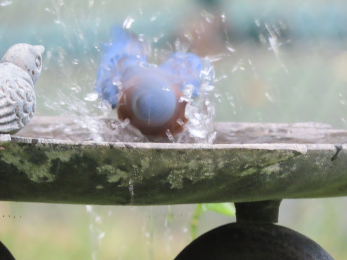 Eastern Bluebird - ML641945162
