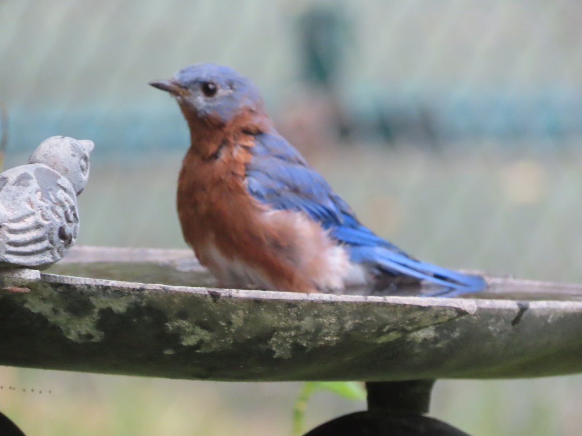 Eastern Bluebird - ML641945163