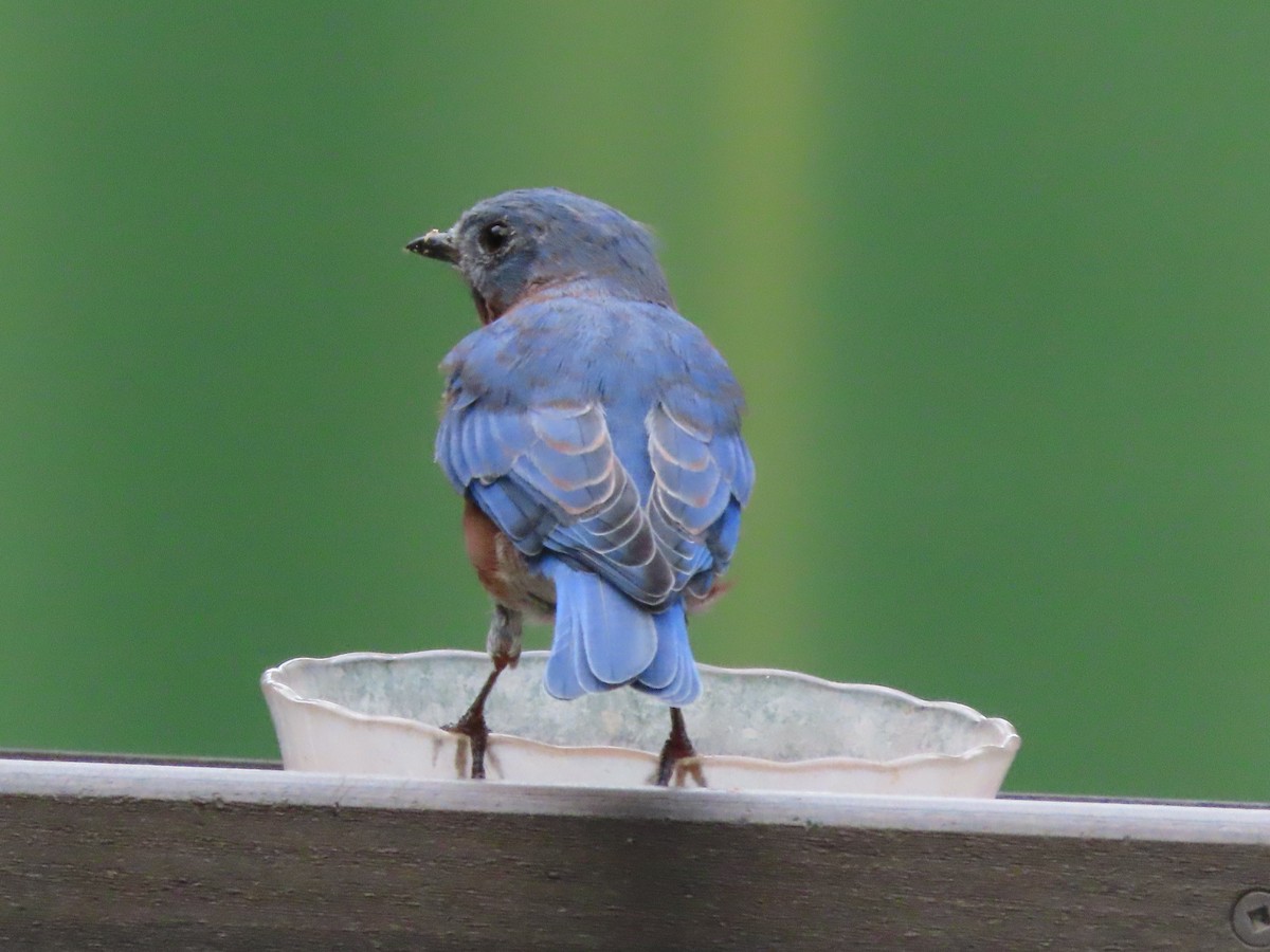 Eastern Bluebird - ML641945164